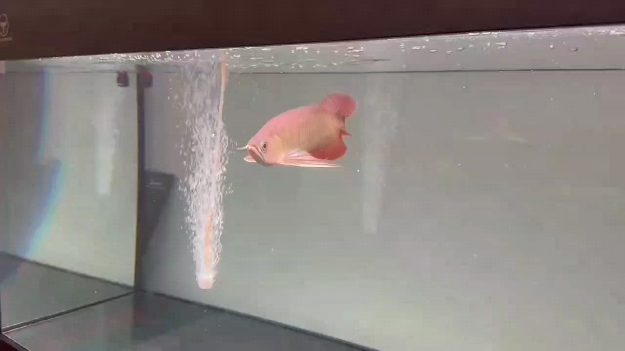 胸鰭過肛門且兇猛的龍魚