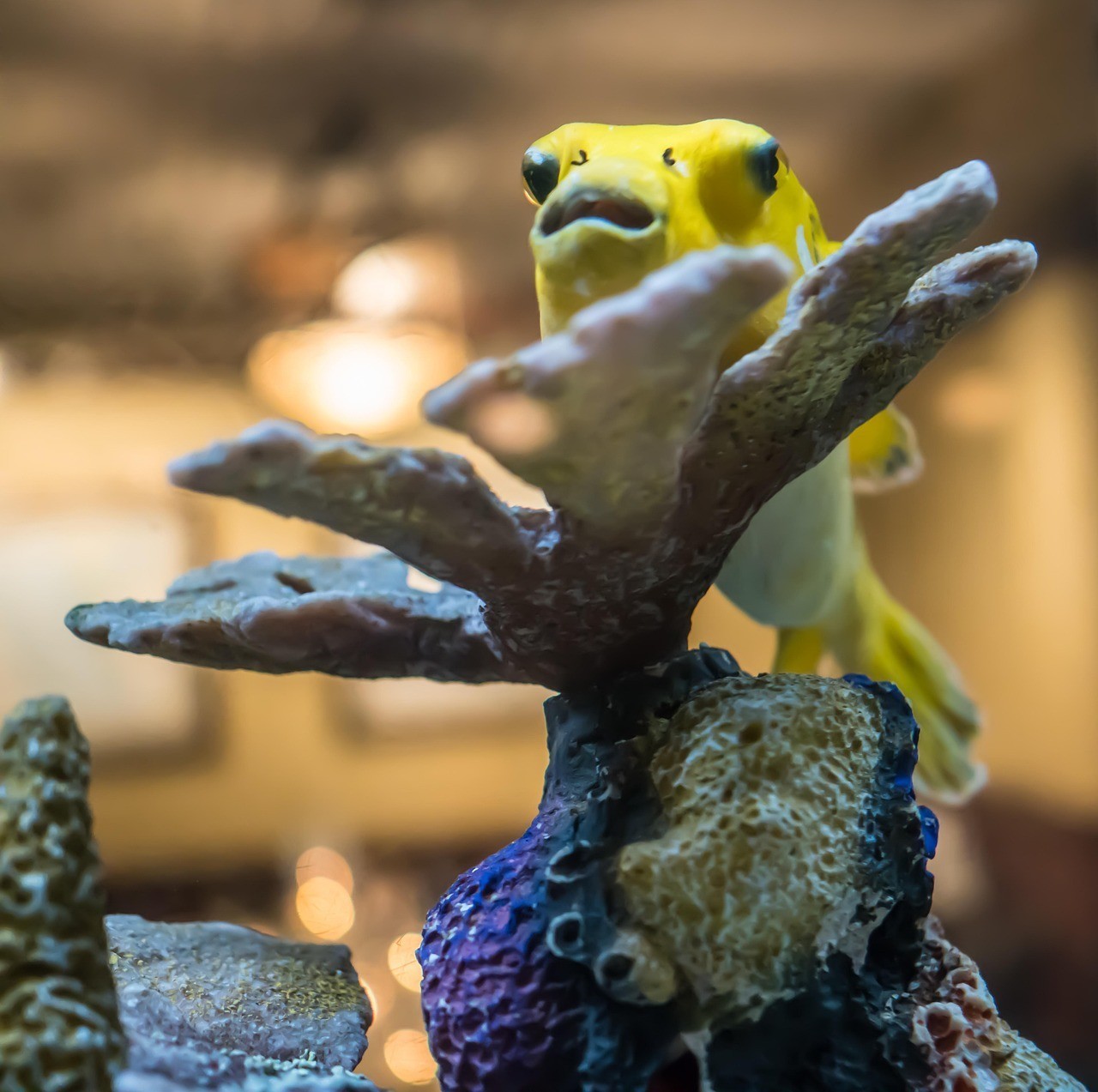 珠山區(qū)魚門望族水族館（珠山區(qū)魚門望族水族館地址）