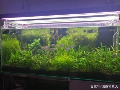 五原縣姜太公水族（五原縣姜太公水族館電話(huà)）