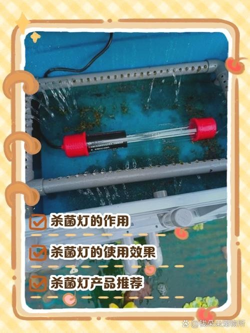 龍魚魚缸在什么情況時可以開殺菌燈呢