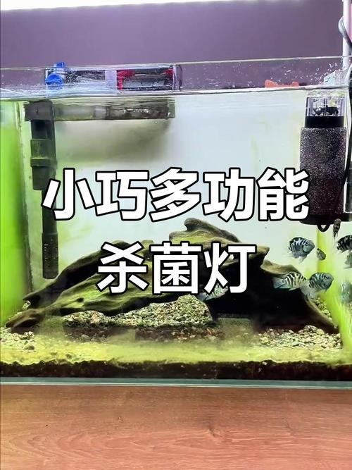 龍魚魚缸在什么情況時可以開殺菌燈呢