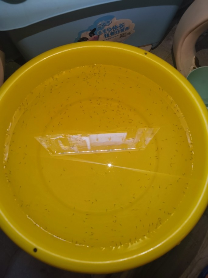 高背金龍魚吃什么食物？