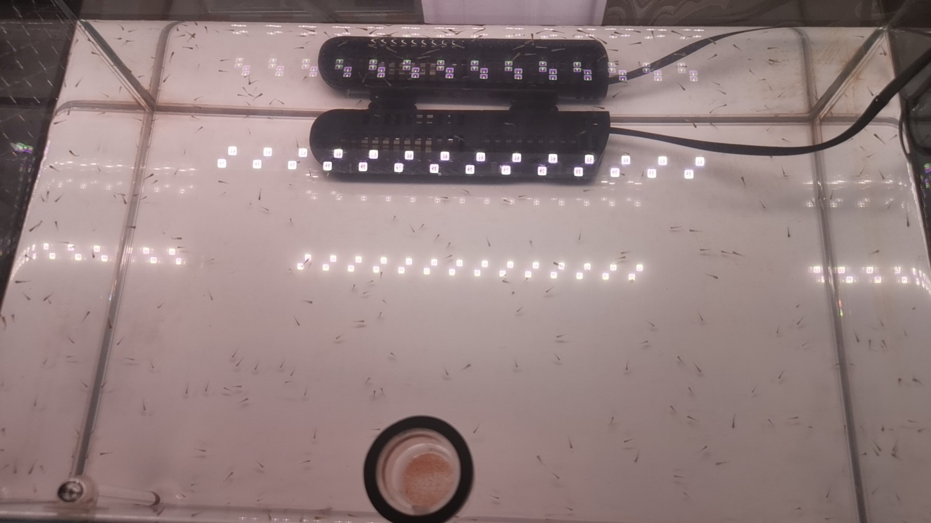高背金龍魚吃什么食物？