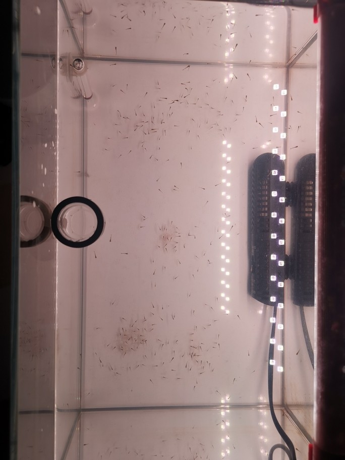 高背金龍魚吃什么食物？