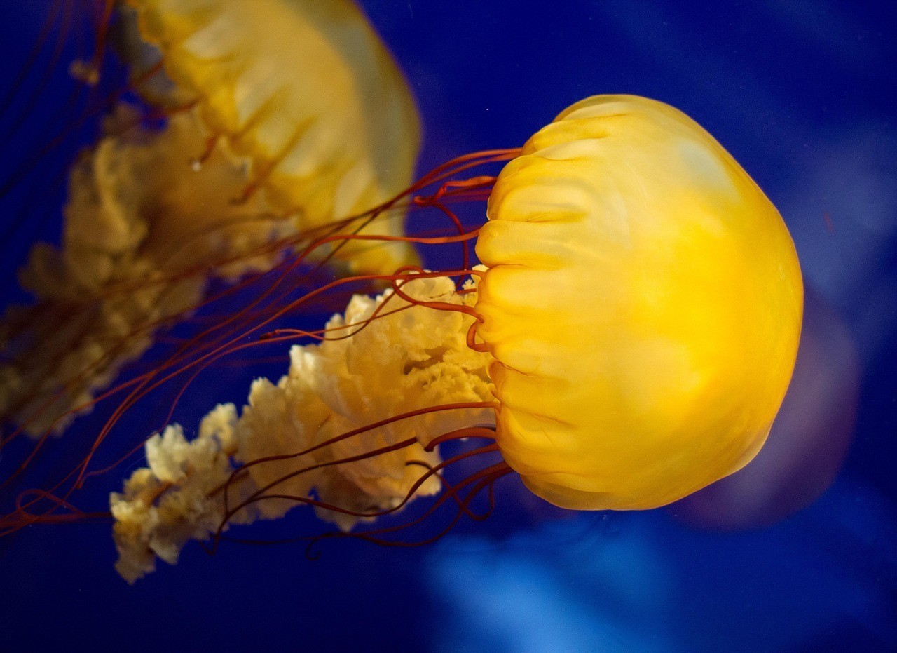 水族的相關資料