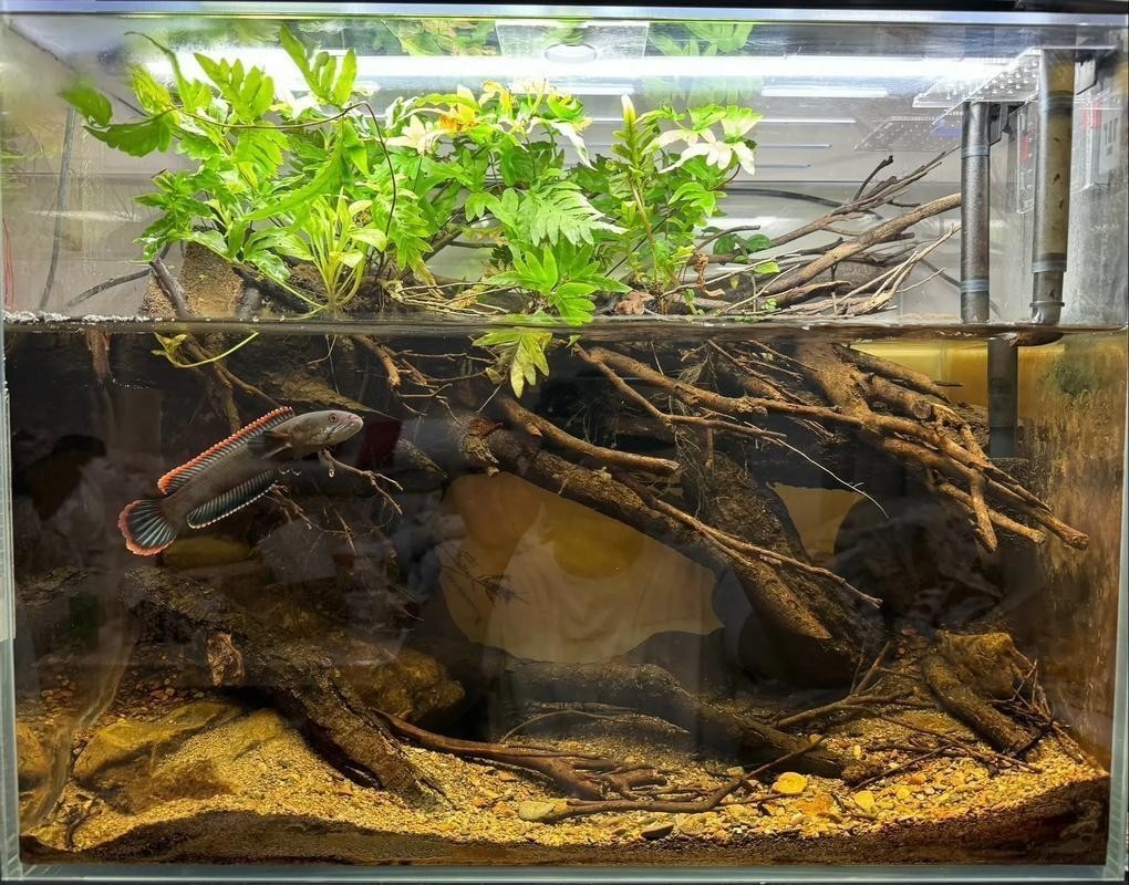 雷龍魚魚缸簡單好看造景圖片