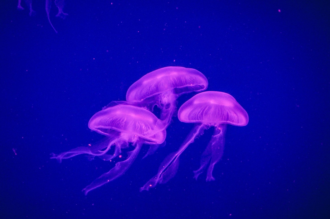 東莞市東城海洋水族館（東莞市東城海洋水族館電話）
