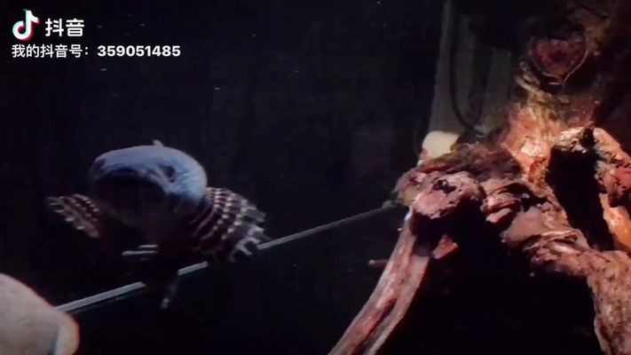 沈陽市海子生態水族經銷店（沈陽市海子生態水族經銷店地址） 沈陽市海子生態水族經銷店（沈陽市海子生態水族經銷店地址） 全國水族館企業名錄