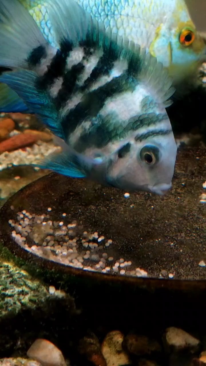 小魚(yú)脫殼