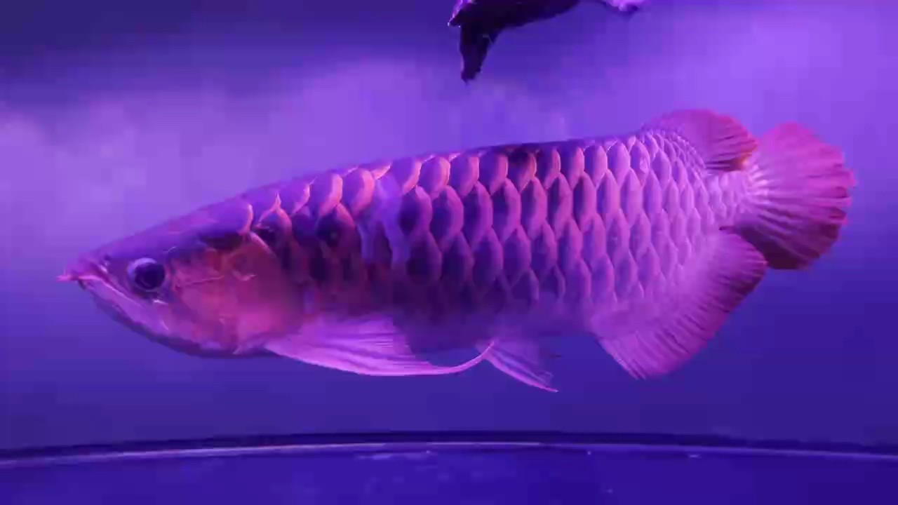 麻醉拔了幾個壞鱗 麻醉拔了幾個壞鱗 龍魚論壇