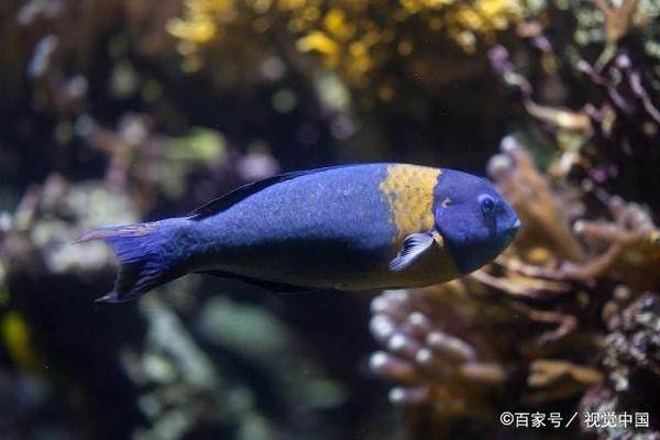 棗陽市魚樂圈水族經營中心（棗陽市魚樂圈水族經營中心地址）