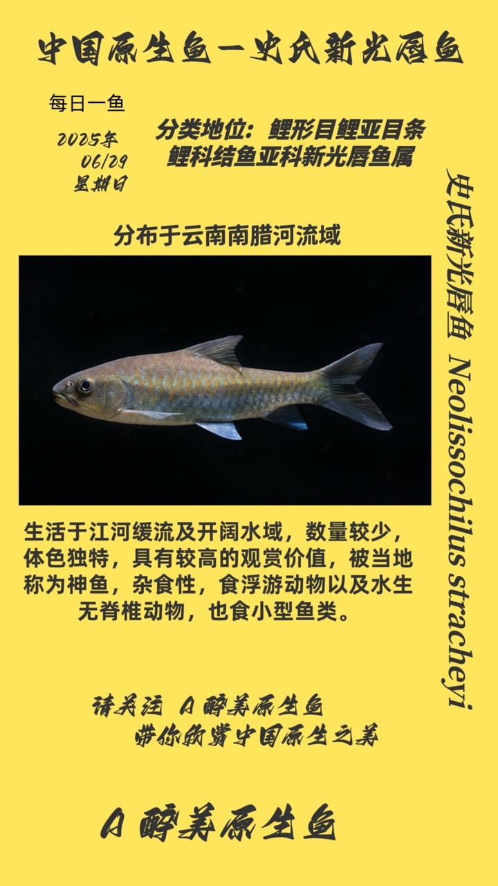 史氏新光唇魚