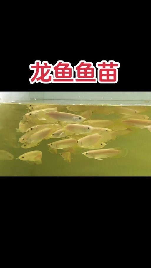 黃化金龍魚圖片大全