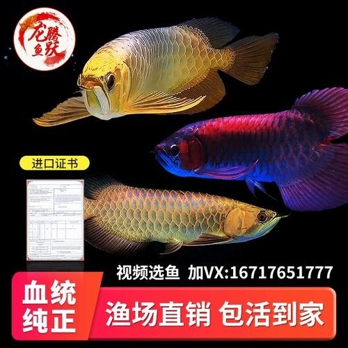 黃化金龍魚圖片大全