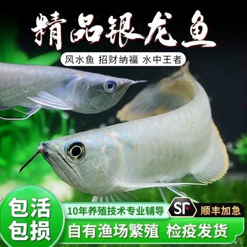 黃化金龍魚圖片大全