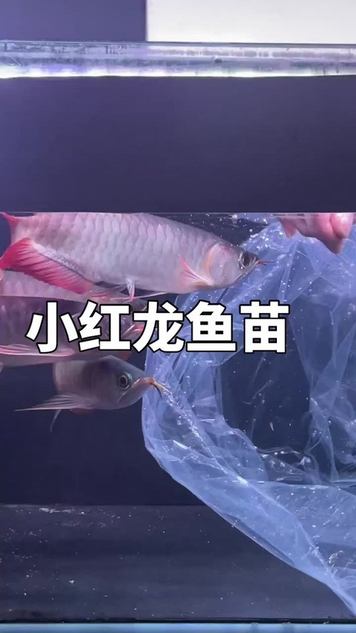 黃化金龍魚圖片大全