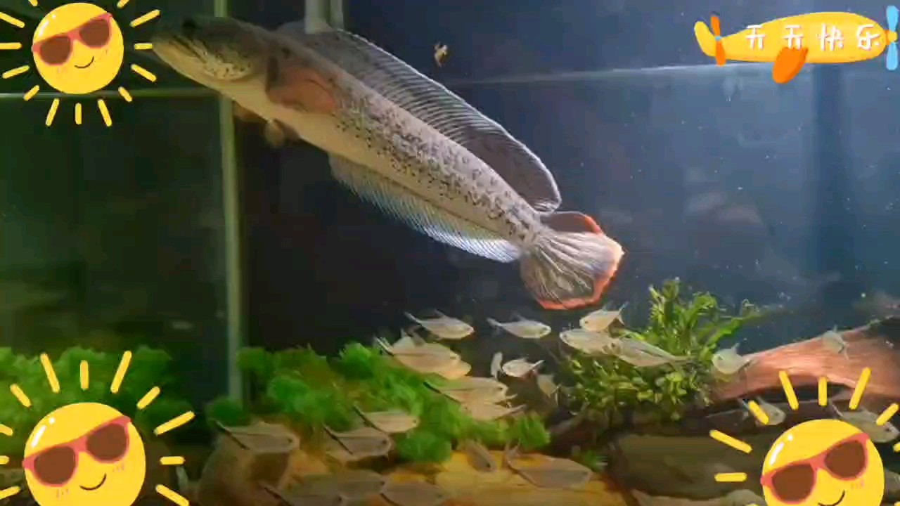 巴卡日常分享