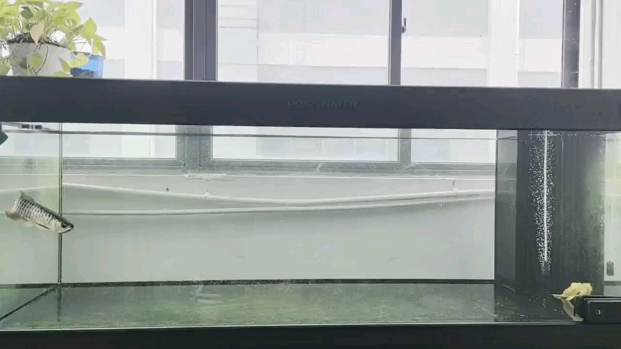 比狗還容易訓