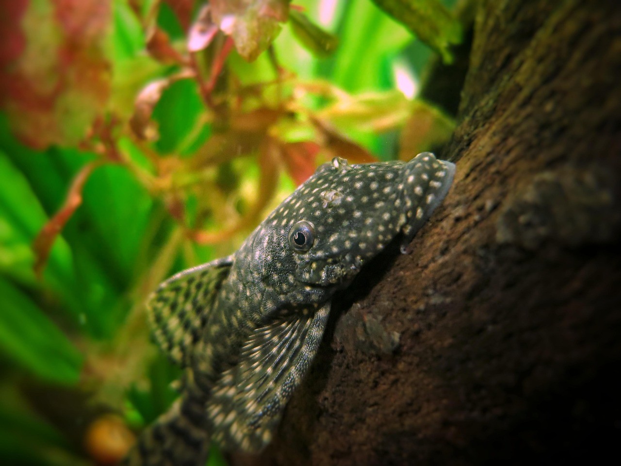 鯰魚(yú)圖片