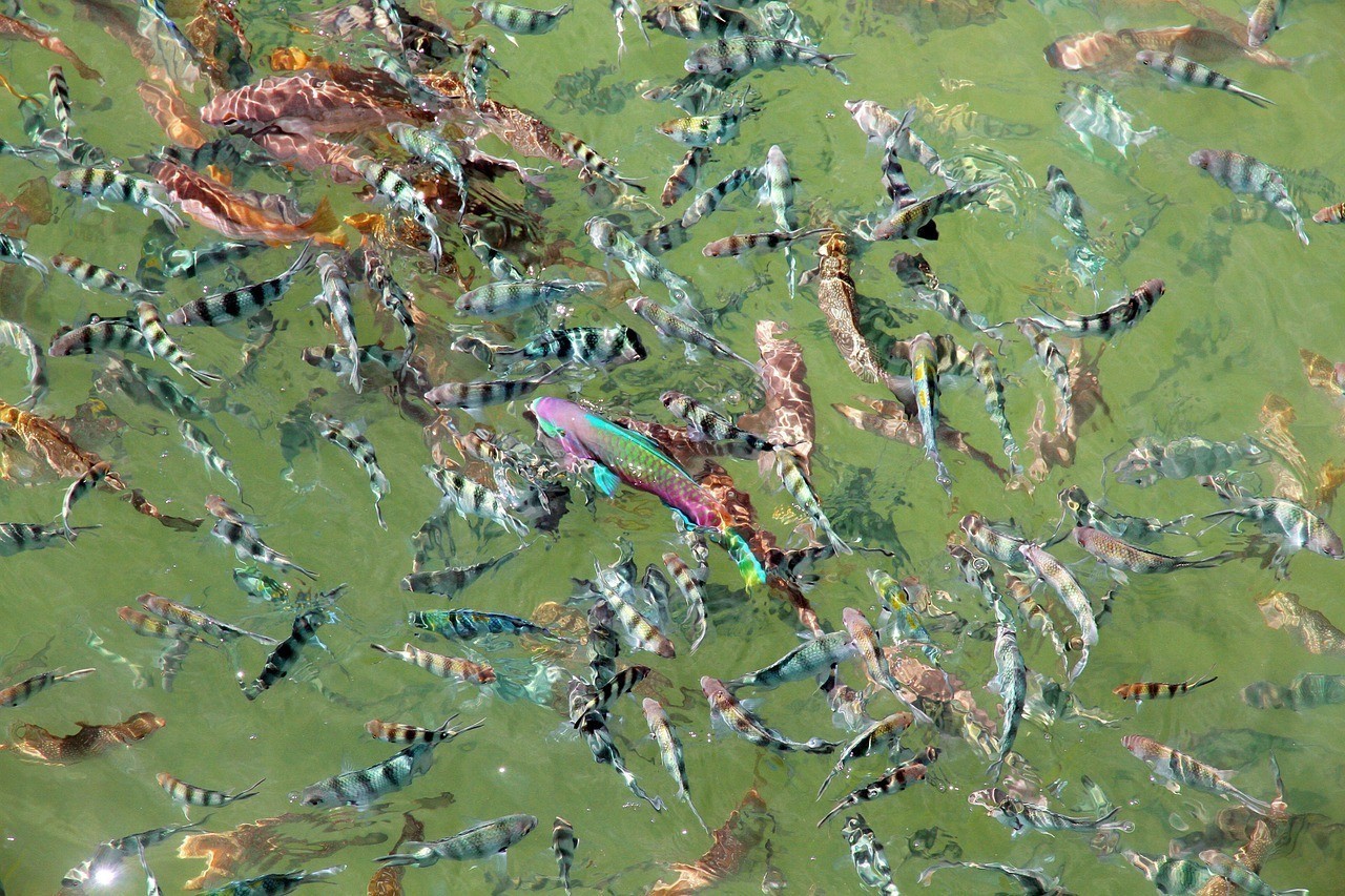黃火箭魚價格 黃火箭魚價格 龍魚論壇 第2張