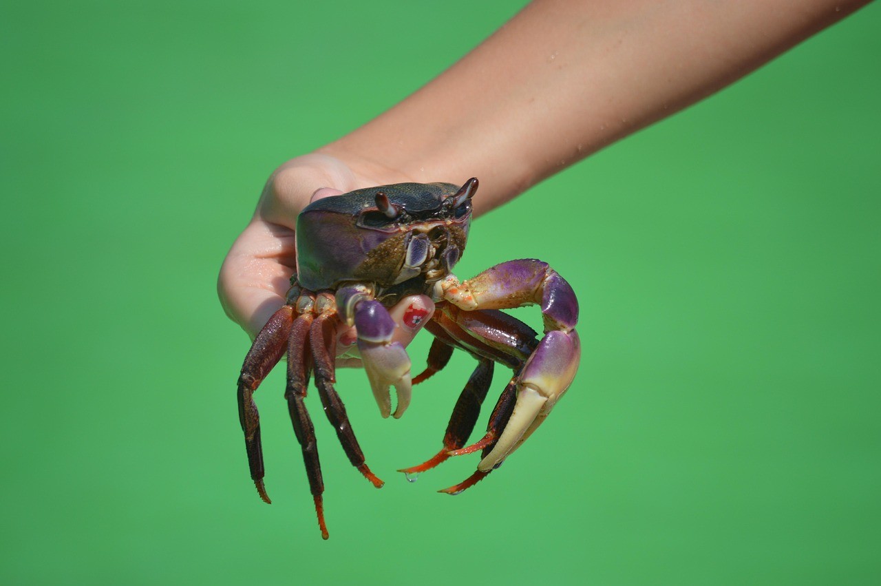 七彩魚最忌三種東西