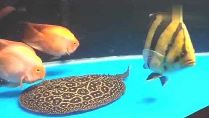 惠州市惠城區(qū)深源水族館（惠州市惠城區(qū)深源水族館地址）