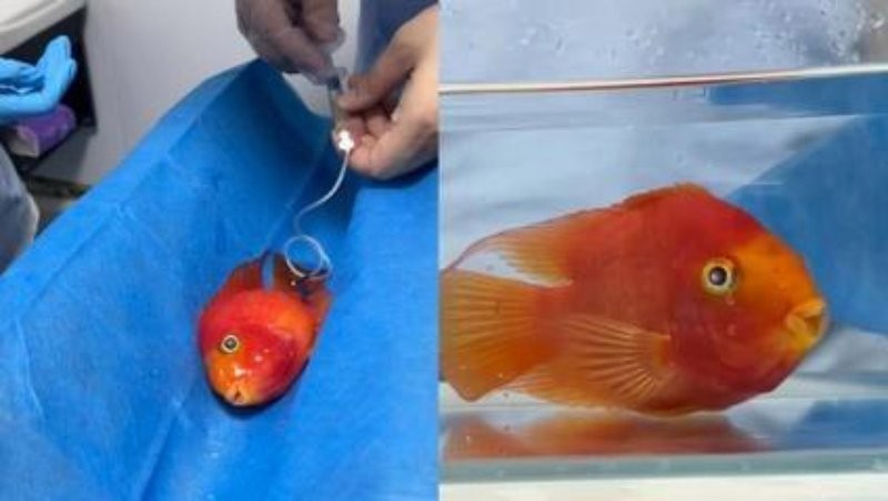 龍魚喂食海蝦的注意事項，金龍魚喂食海蝦時，有幾個關鍵細節(jié)需要注意：確保海蝦的新鮮度