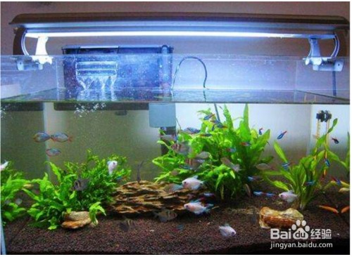 智能魚缸品牌大全（智能魚缸品牌性價比排行智能魚缸品牌用戶評價匯總）