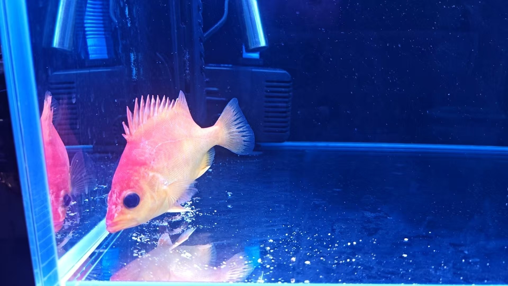 變異虎