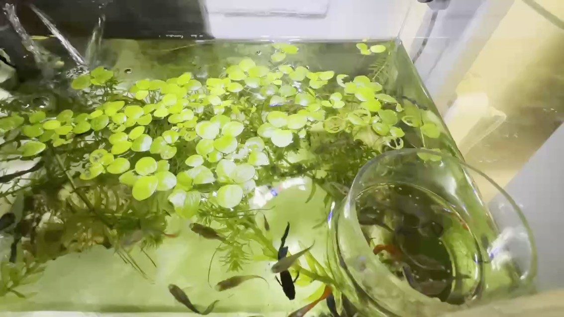 【2025】水中小精靈 【2025】水中小精靈 龍魚論壇