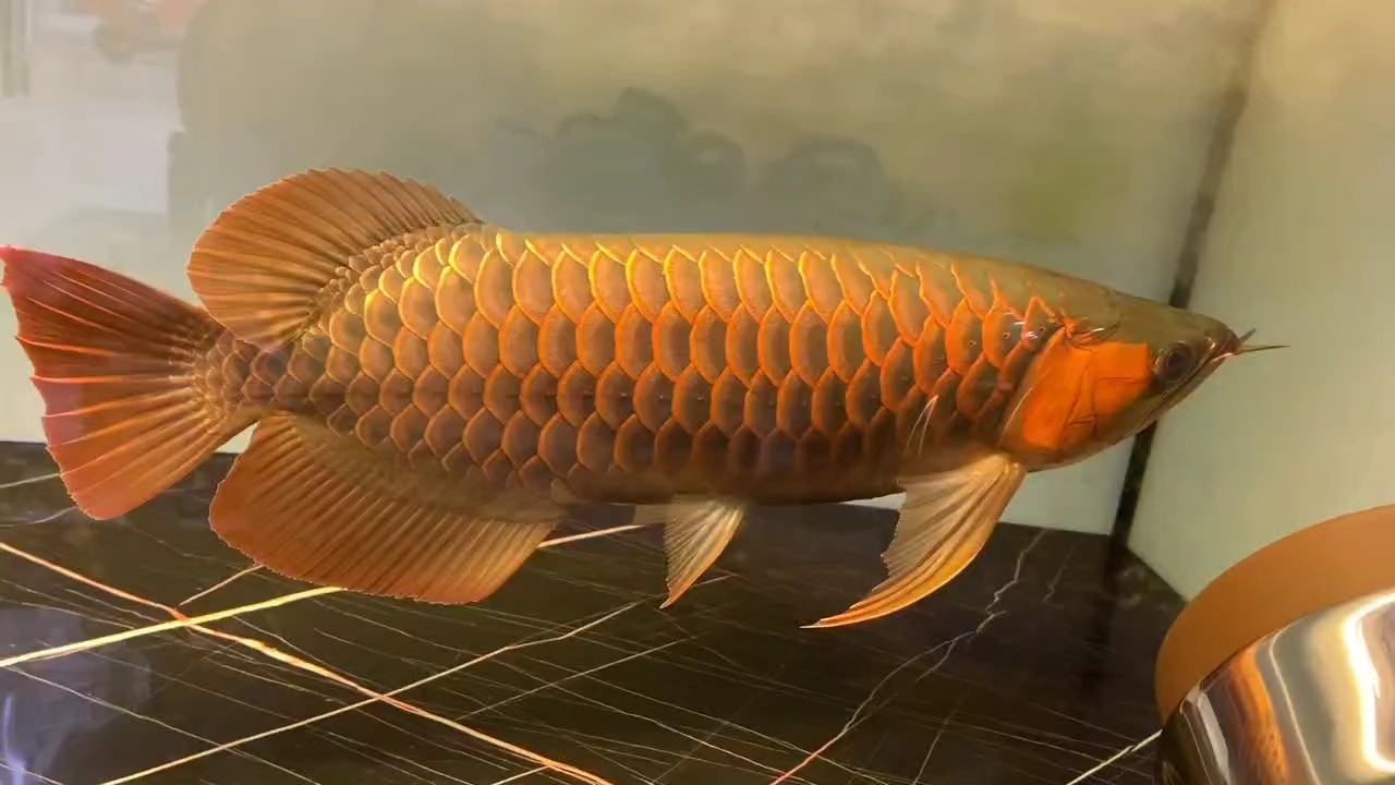 養(yǎng)龍魚的寓意和花語是什么：養(yǎng)龍魚具有豐富的寓意和象征意義