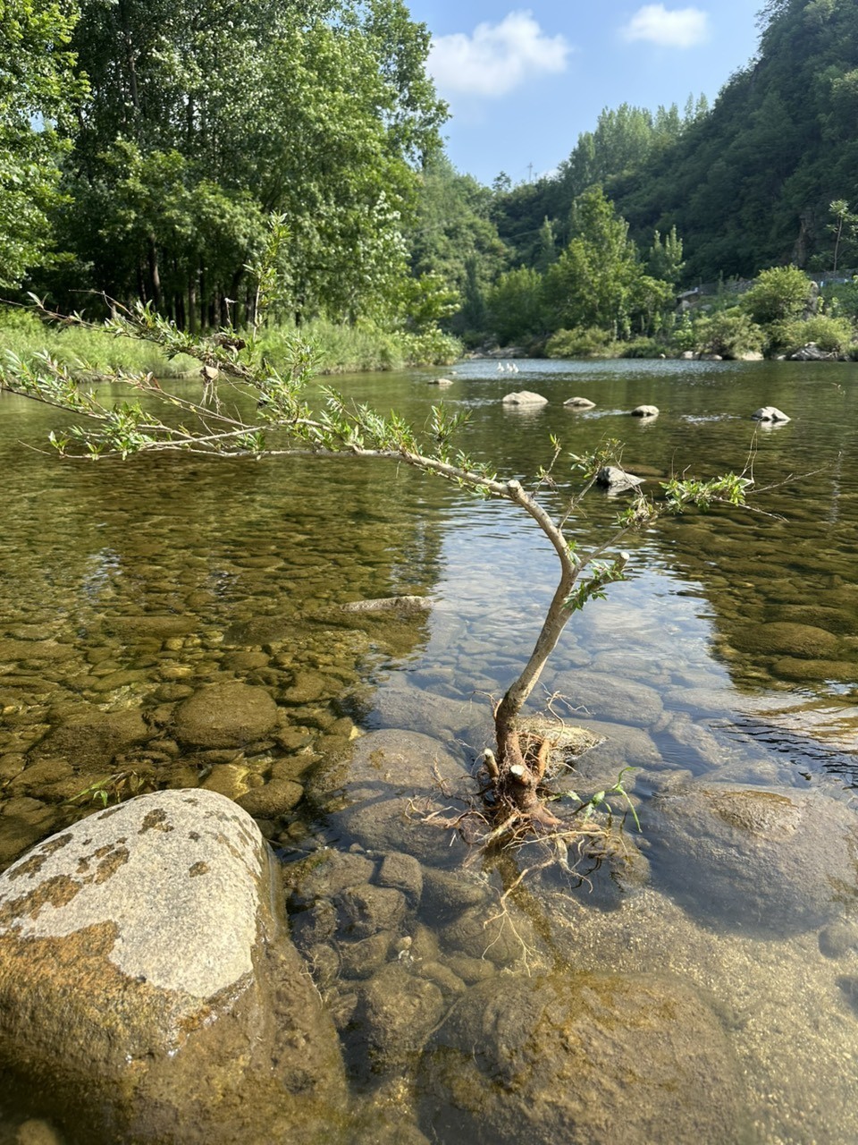 水楊梅魚缸必備綠植