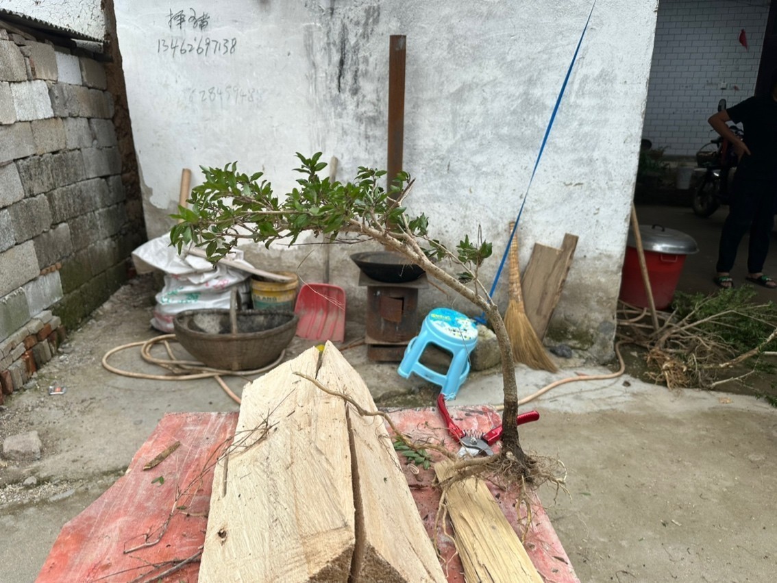 水楊梅魚缸必備綠植