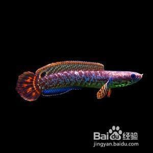 雷龍魚哪個品種好繁殖：珍珠雷龍、金線雷龍、彩虹雷龍魚繁殖成功率提升方法