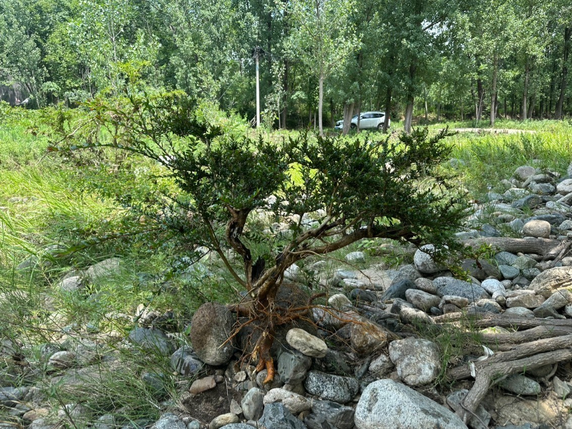 水楊梅魚缸造景綠植