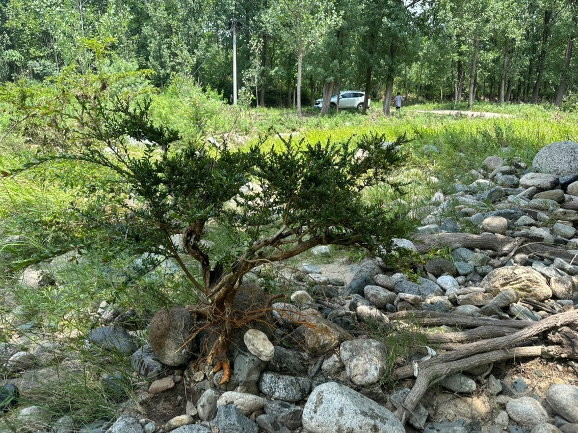 水楊梅魚缸造景綠植