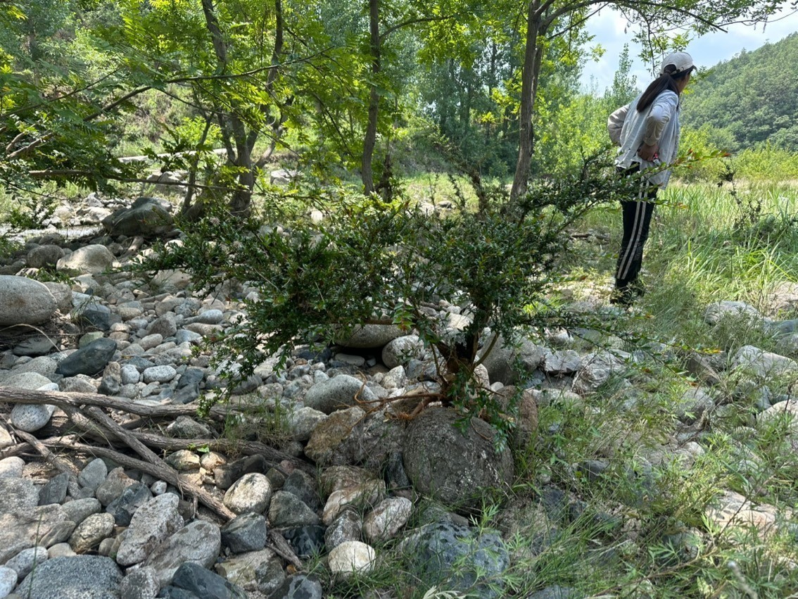 水楊梅魚缸造景綠植