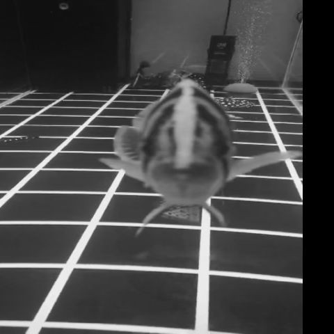 天河水族之葵花寶典之心法篇心態觀后感