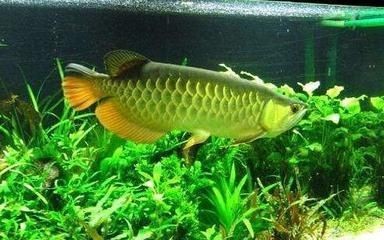 和尚魚（和尚魚的種類及種類介紹） 和尚魚（和尚魚的種類及種類介紹） 魚缸百科