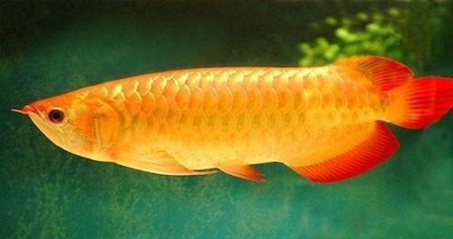 郫都區自魚自樂水族館（郫都區自魚自樂水族館地址）
