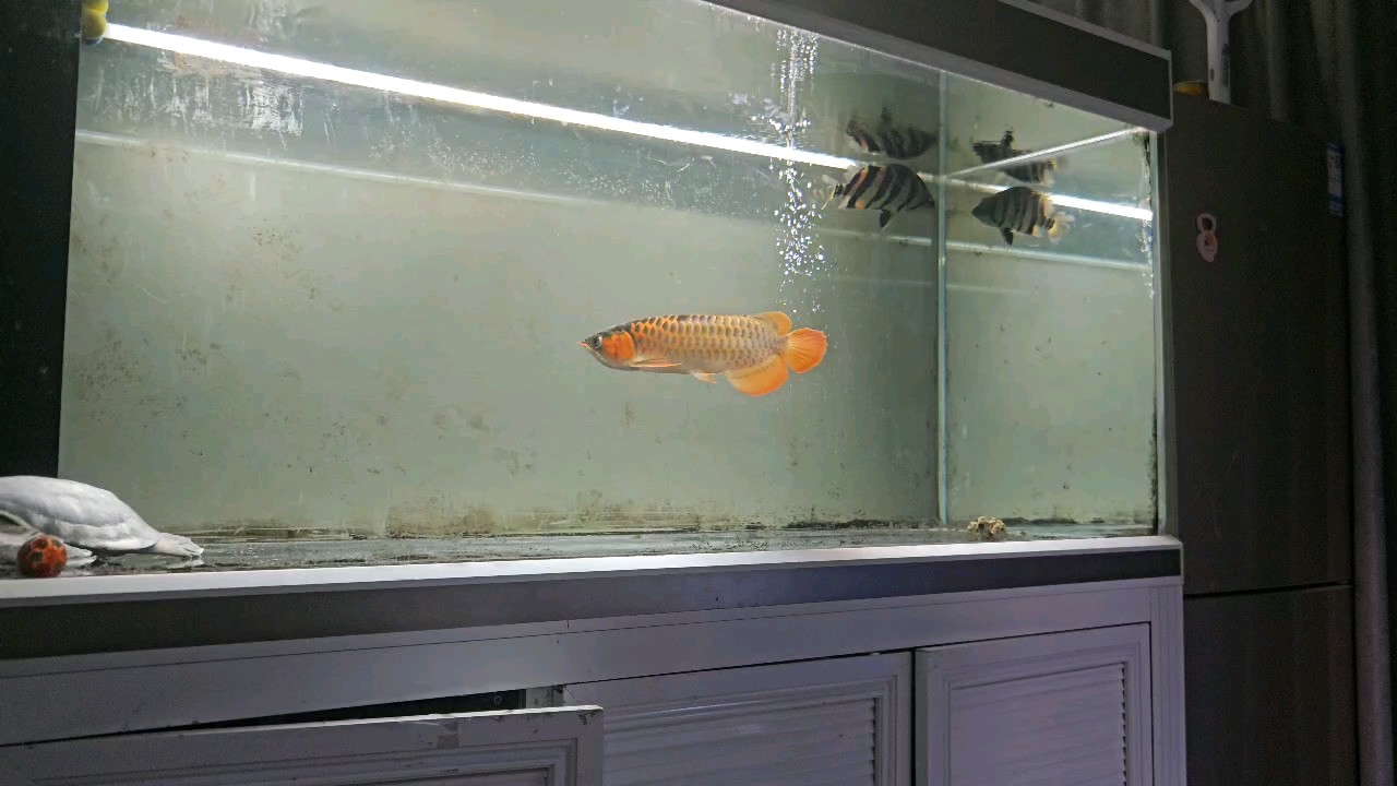 兄弟們這個小魚美麗不美麗！