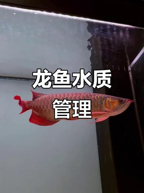 龍魚為什么會撞缸呢圖片解釋