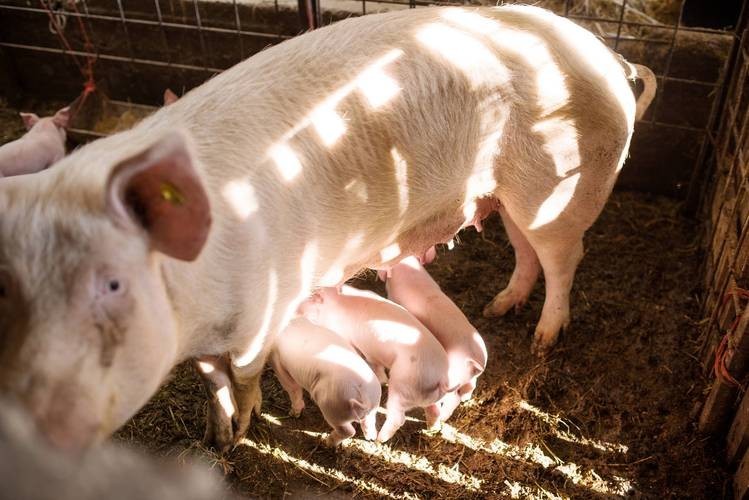 龍魚為什么會撞缸呢圖片解釋