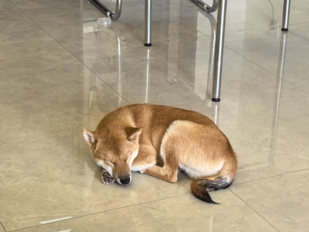 柴犬出生時間2月1日