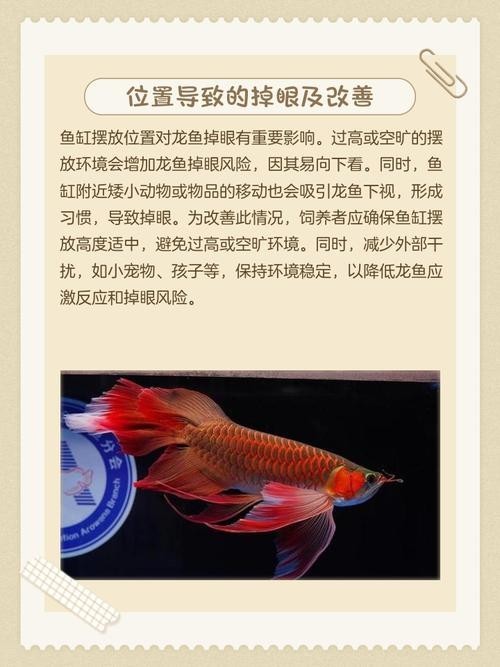 龍魚掉眼會恢復嗎圖片