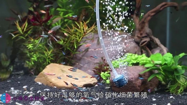 魚缸里養(yǎng)魚怎么能成活率高點（如何選擇適合的魚種？魚缸水質(zhì)檢測方法有哪些？）