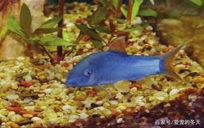 青海生物科技產業園泓羿水族店