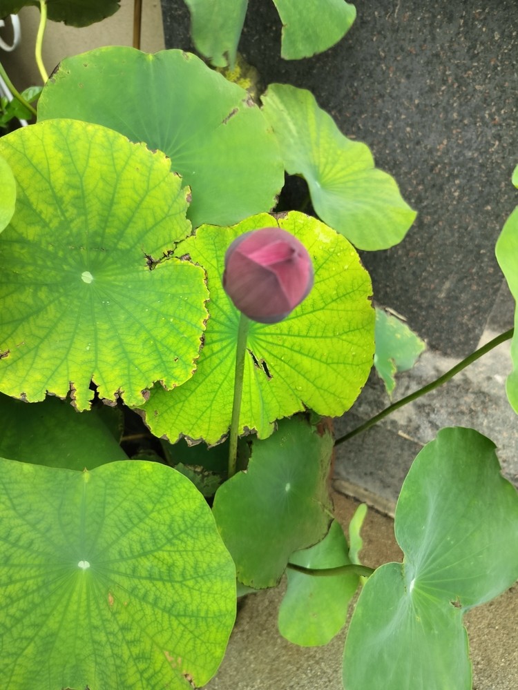 出水<strong><mark>芙蓉</mark></strong>