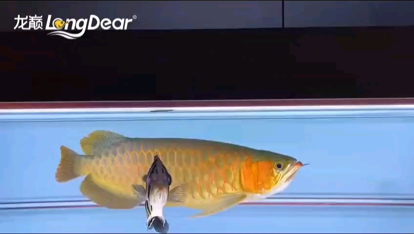 轉發802