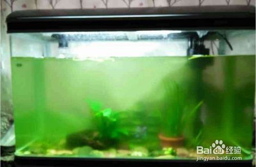 藁城區孫謙水族館（藁城區孫謙水族館電話）